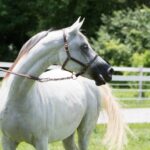 Arabian Horses