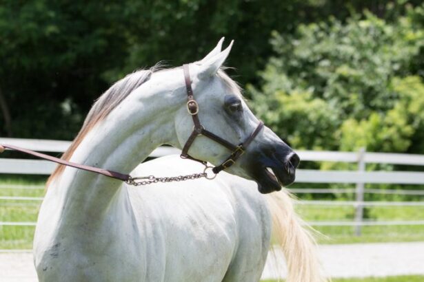 Arabian Horses