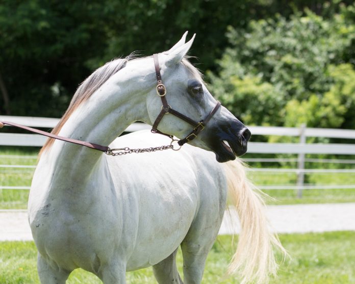 Arabian Horses